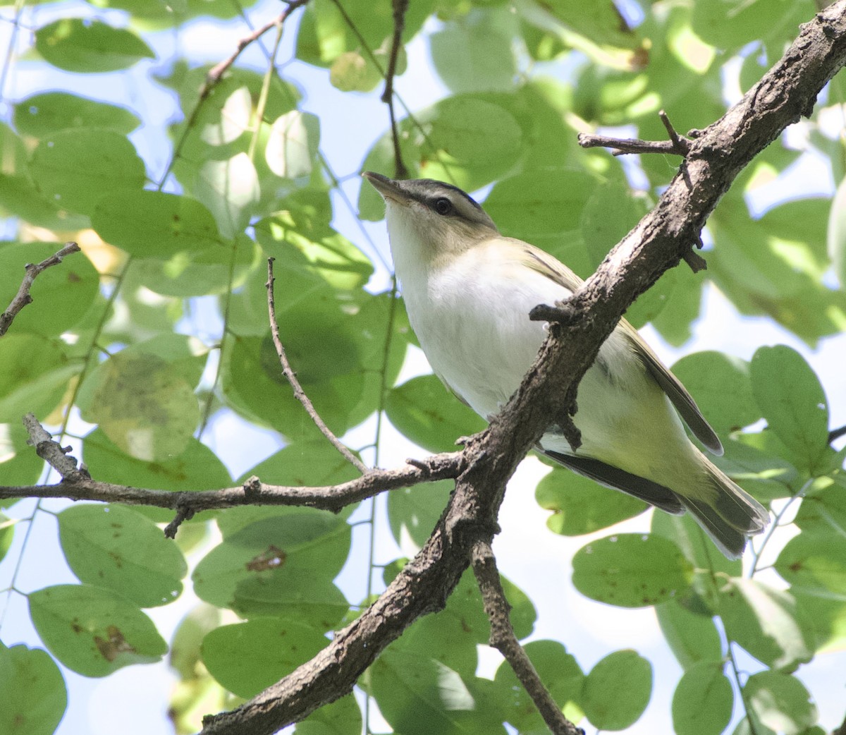 Red-eyed Vireo - ML642958952