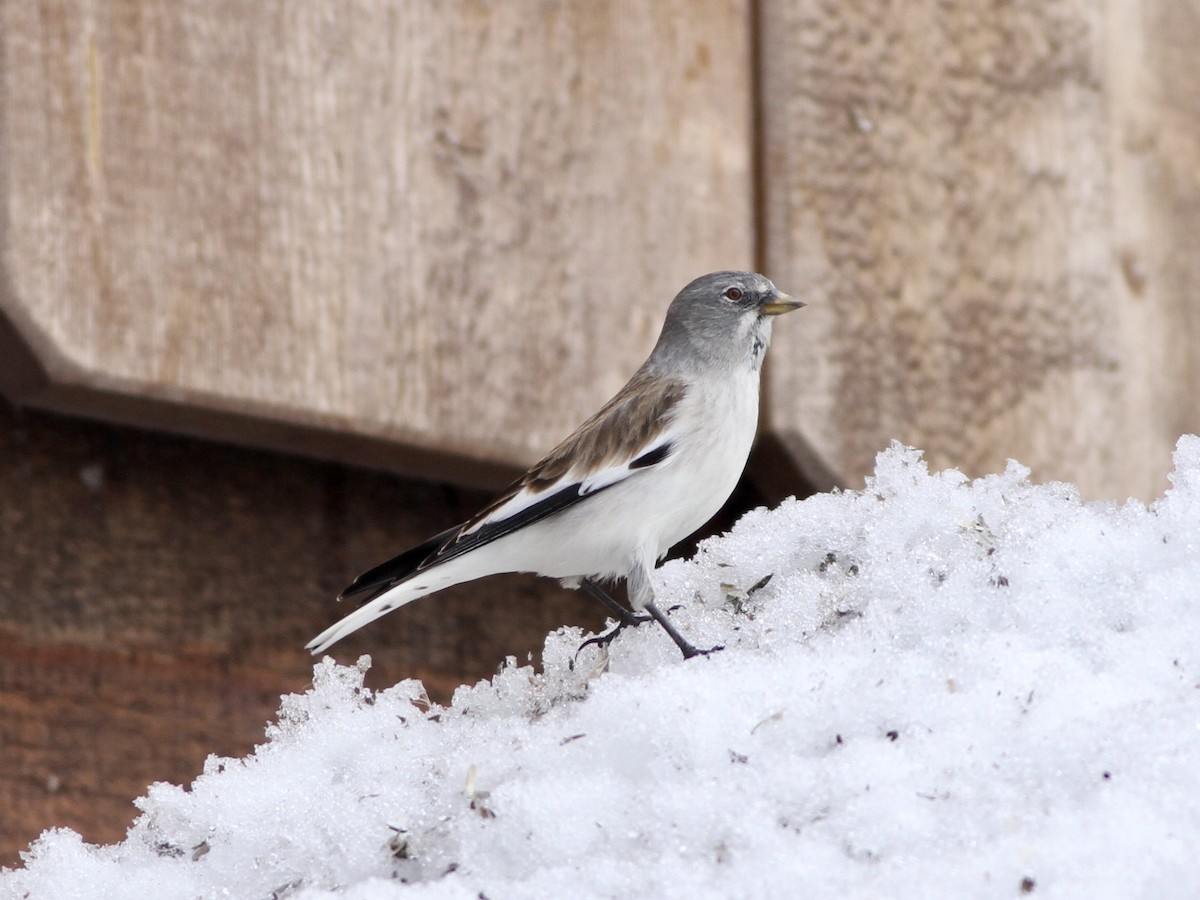 White-winged Snowfinch - ML642958954