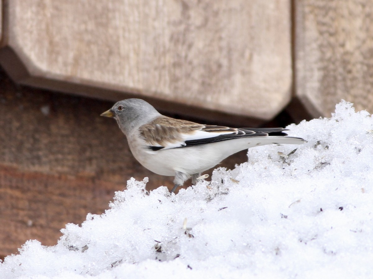 White-winged Snowfinch - ML642958955