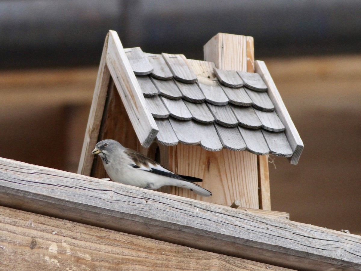 White-winged Snowfinch - ML642958956