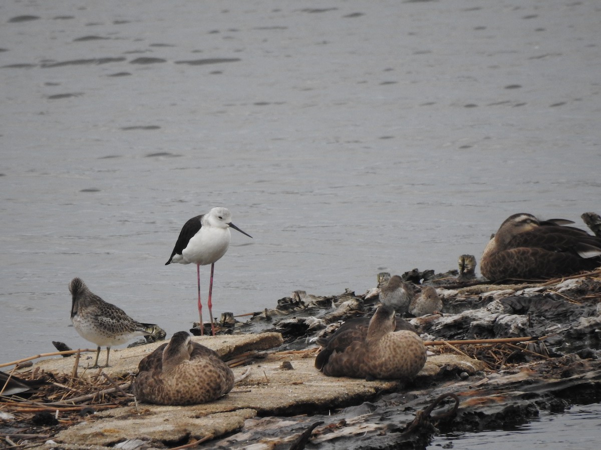 Black-winged Stilt - ML642958958