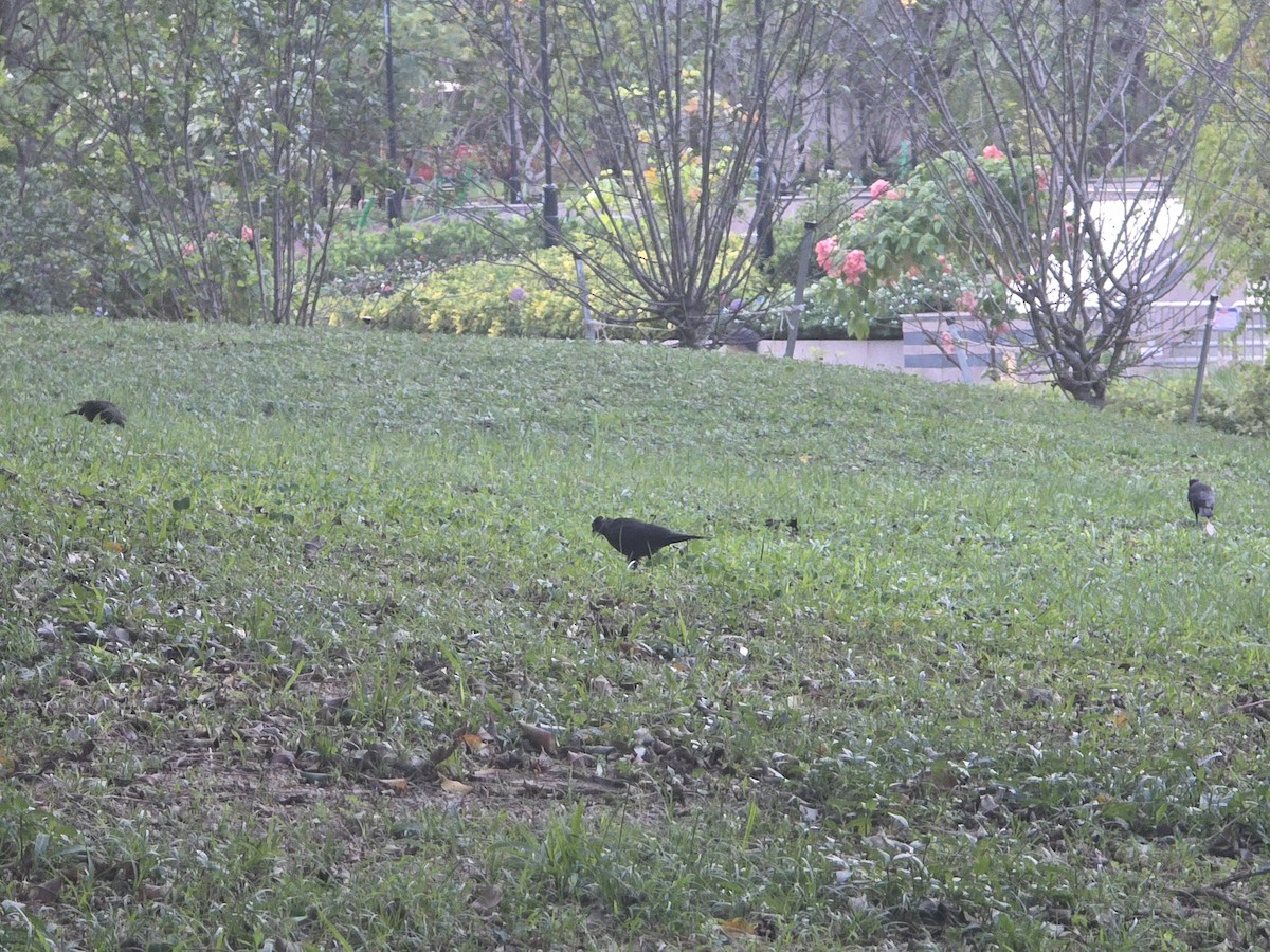 Chinese Blackbird - ML642958986