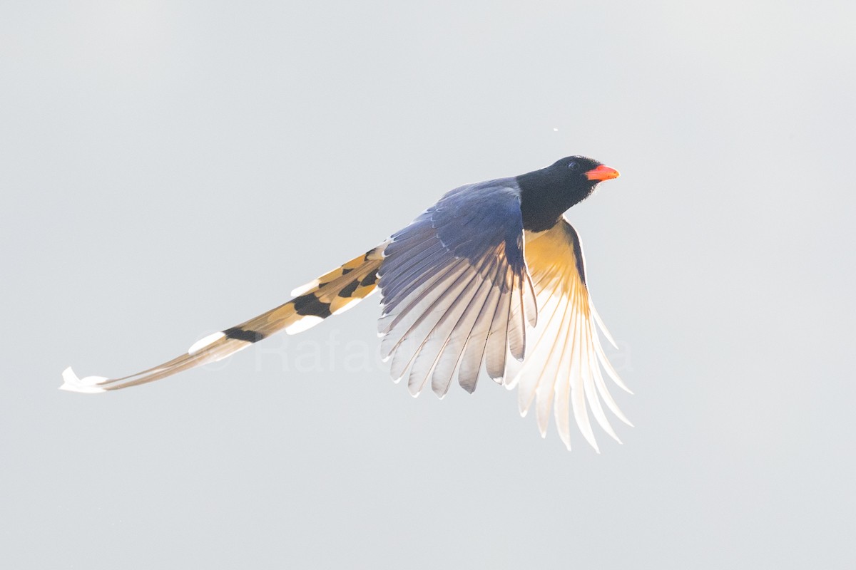 Red-billed Blue-Magpie - ML642958987