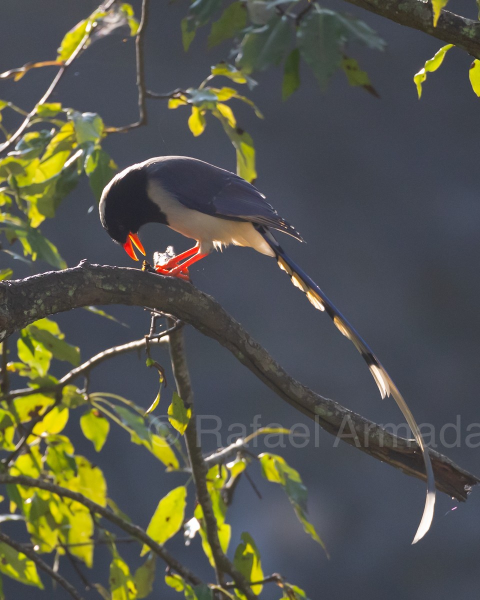 Red-billed Blue-Magpie - ML642958988