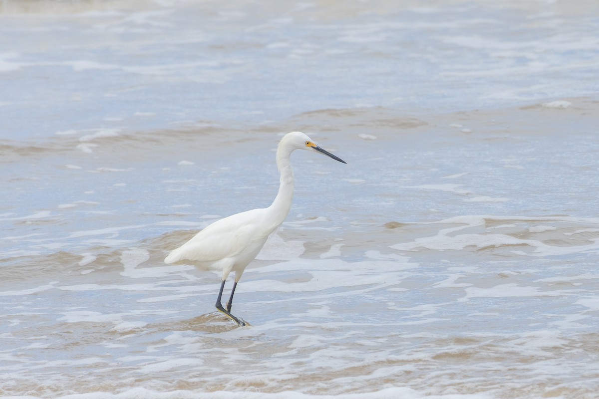 Snowy Egret - ML642958991