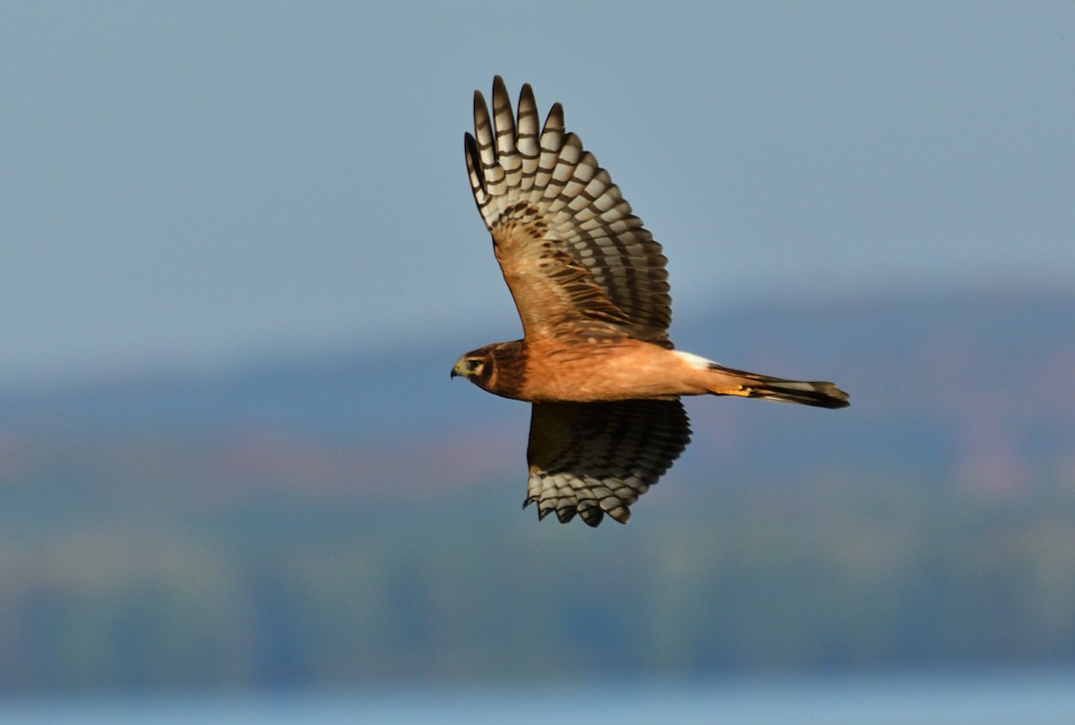 Northern Harrier - ML642958994