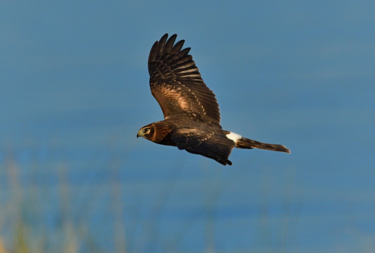Northern Harrier - ML642958995