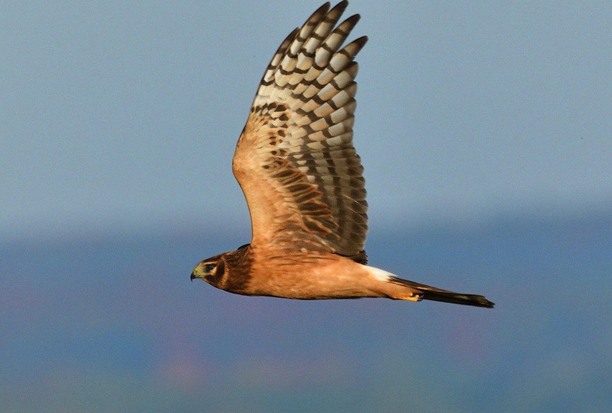 Northern Harrier - ML642958996