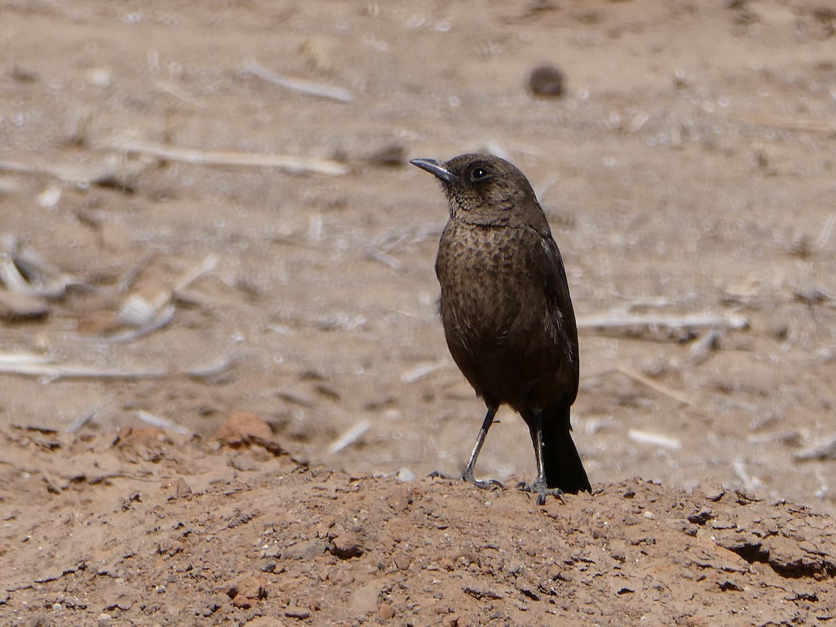 Southern Anteater-Chat - ML642959004