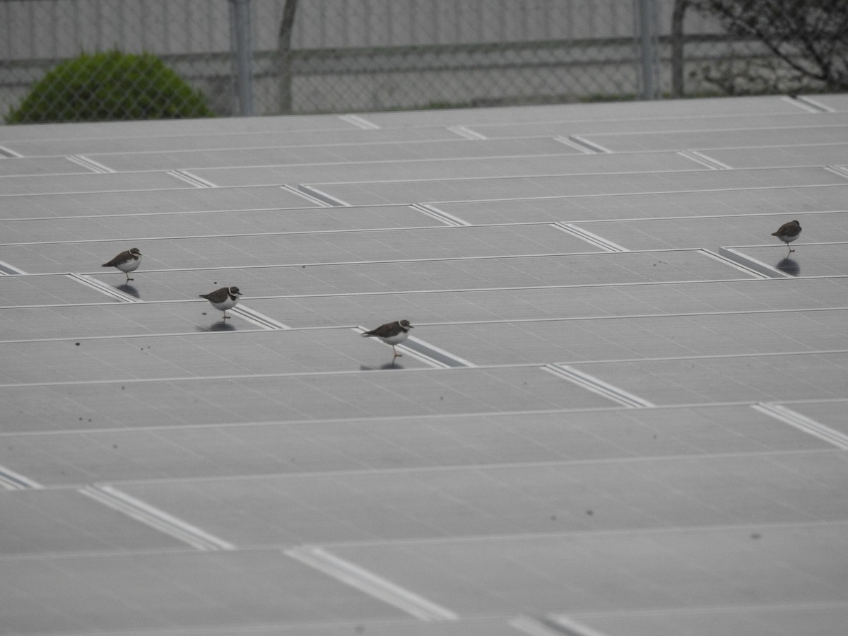 Little Ringed Plover - ML642959006