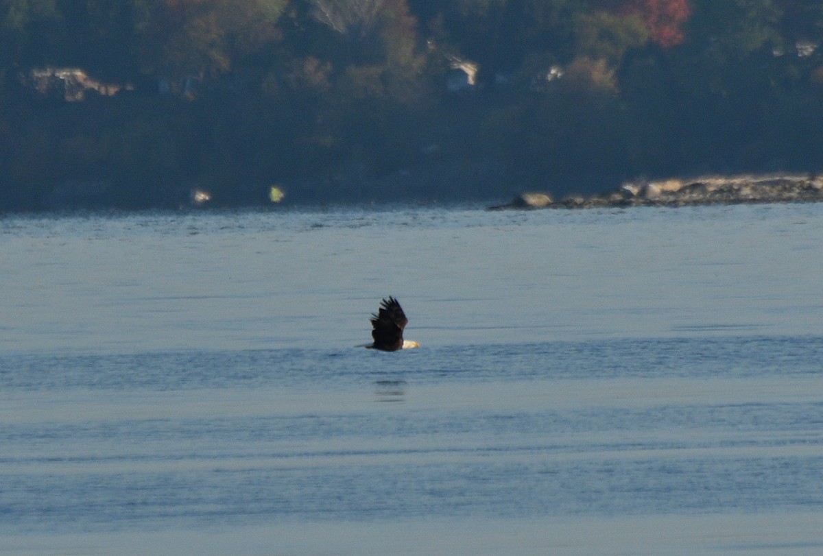Bald Eagle - ML642959008