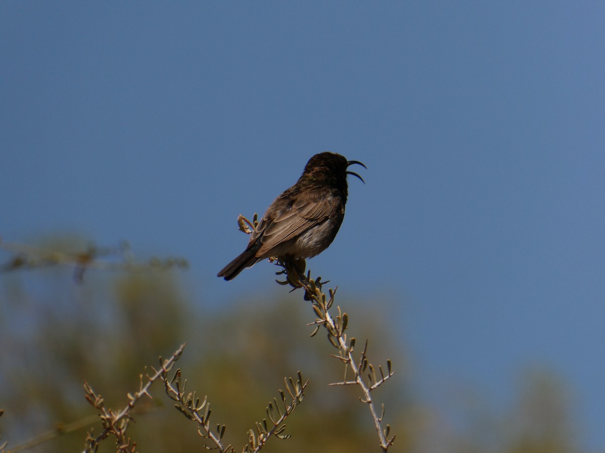 Dusky Sunbird - ML642959009