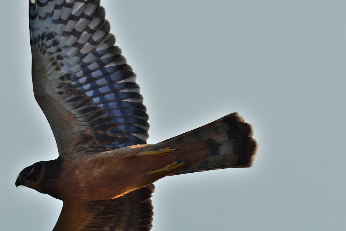 Northern Harrier - ML642959012
