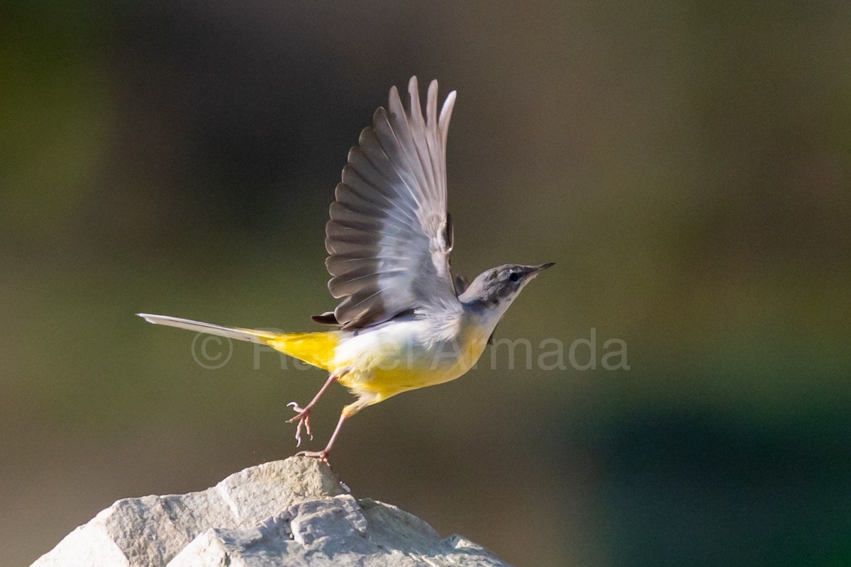 Gray Wagtail - ML642959017