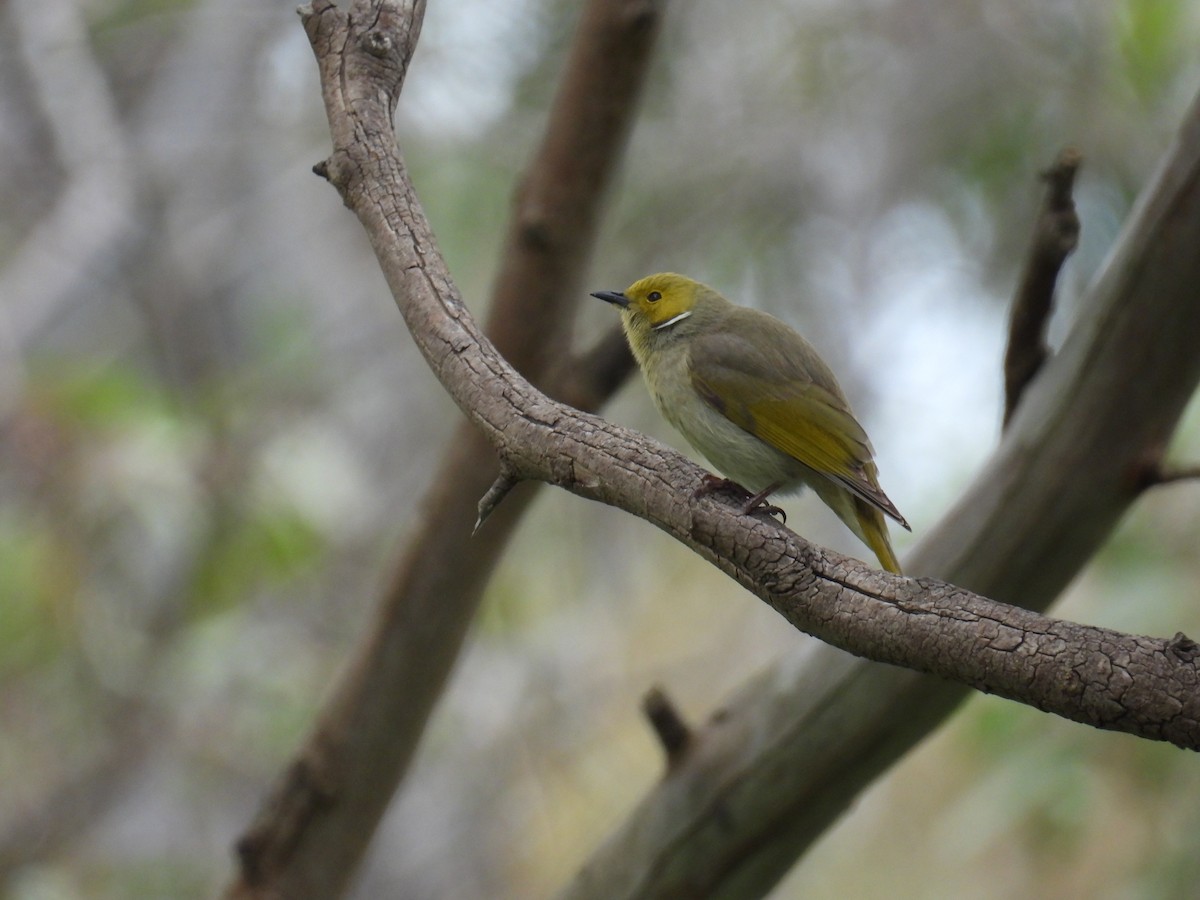 White-plumed Honeyeater - ML642959028