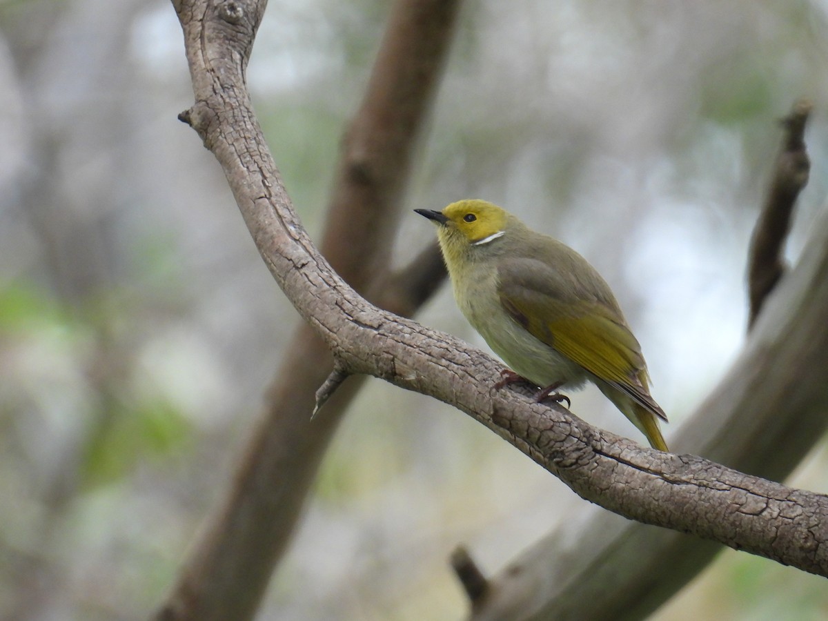 White-plumed Honeyeater - ML642959029