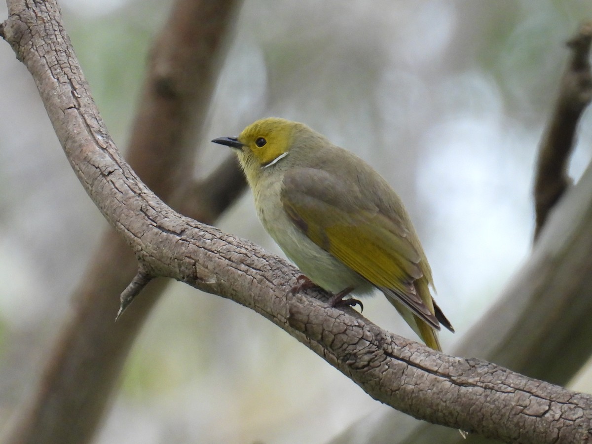 White-plumed Honeyeater - ML642959030
