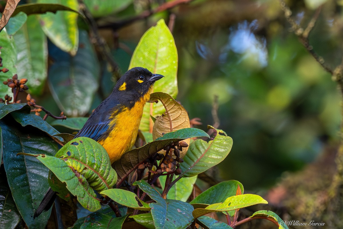 Lacrimose Mountain Tanager - ML642959039