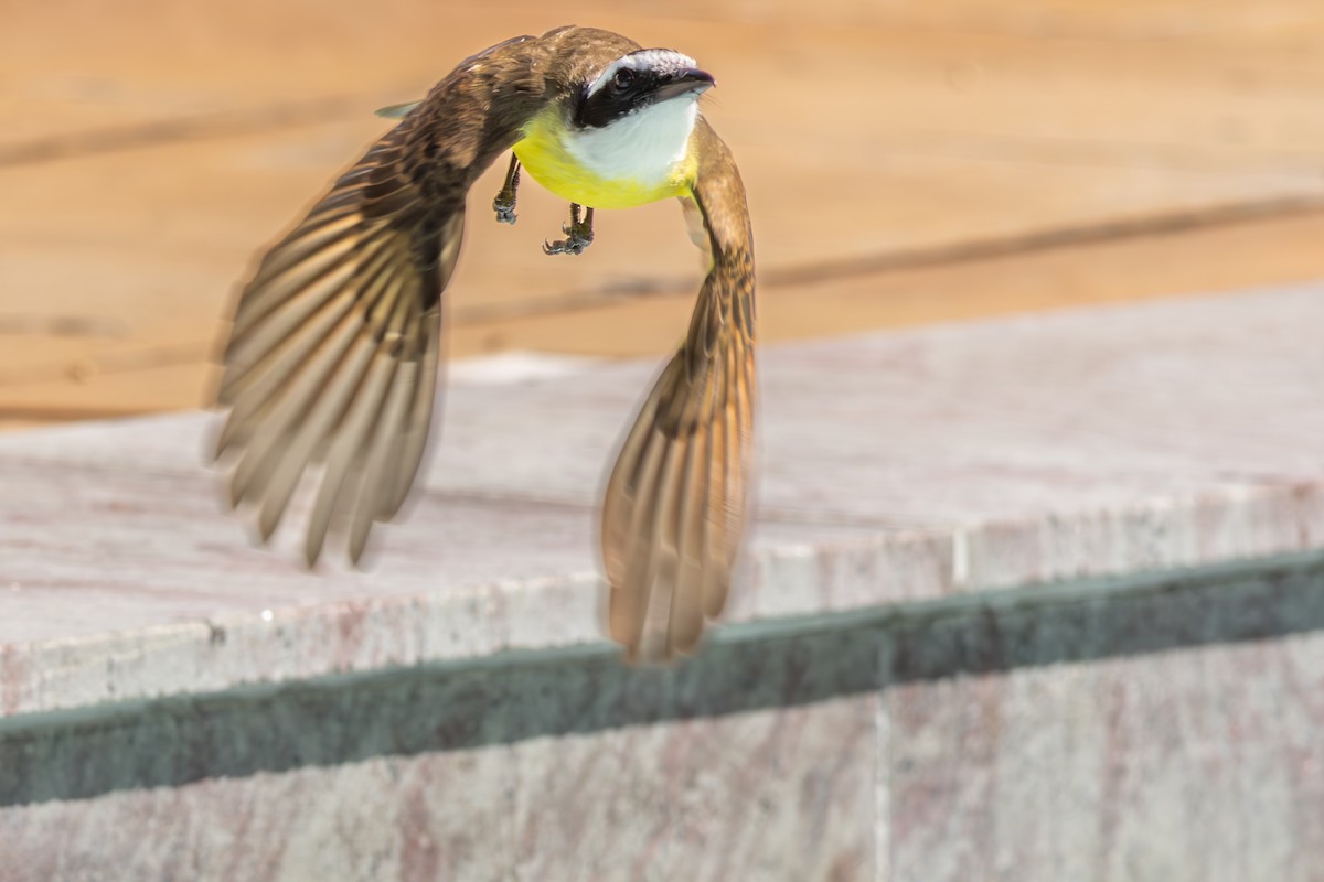 Great Kiskadee - ML642959040