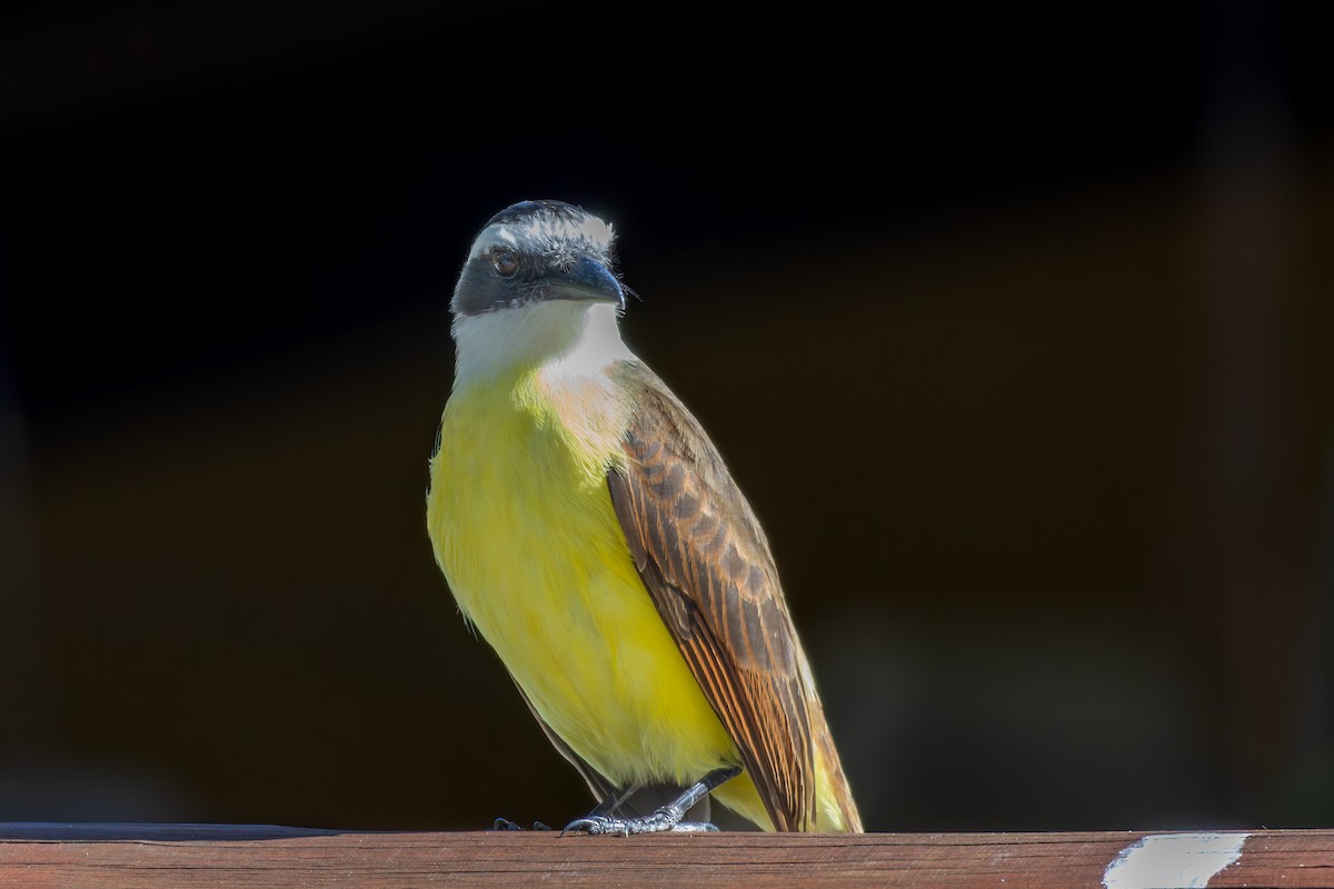 Great Kiskadee - ML642959041