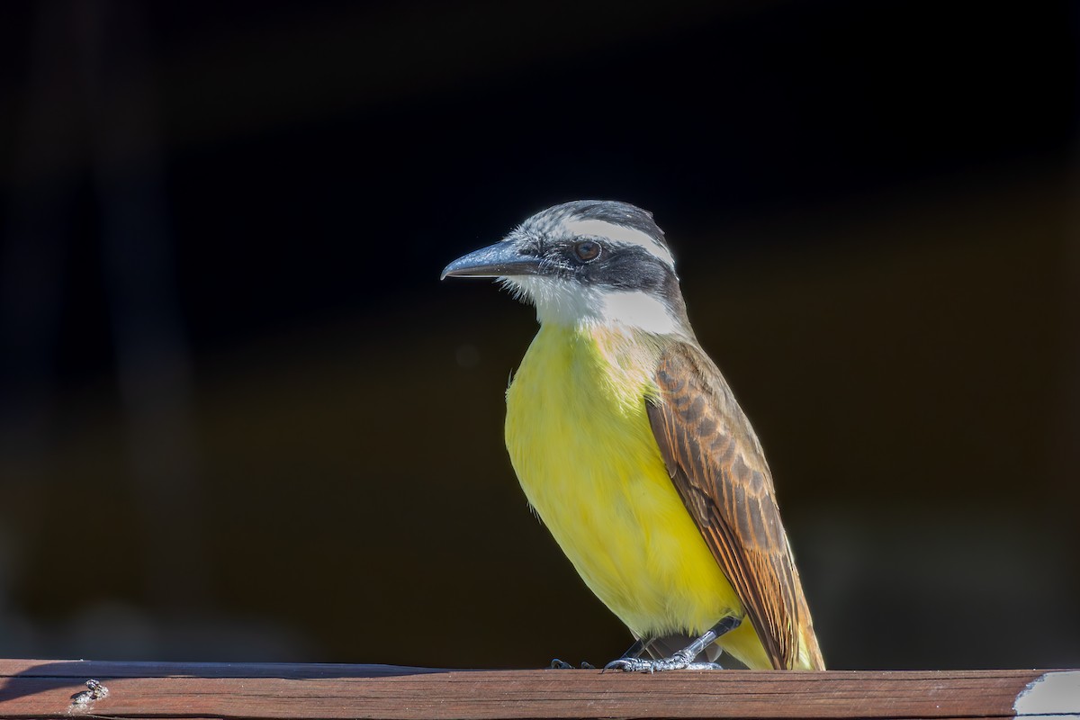 Great Kiskadee - ML642959042