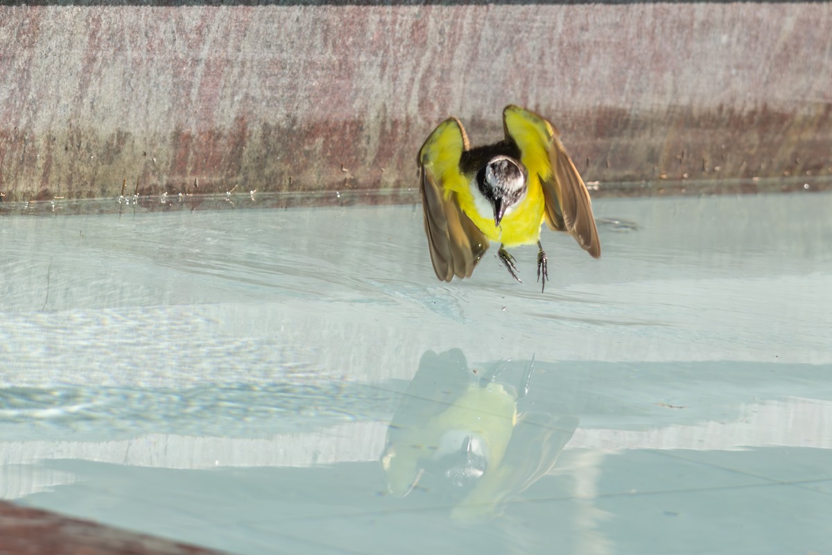 Great Kiskadee - ML642959043