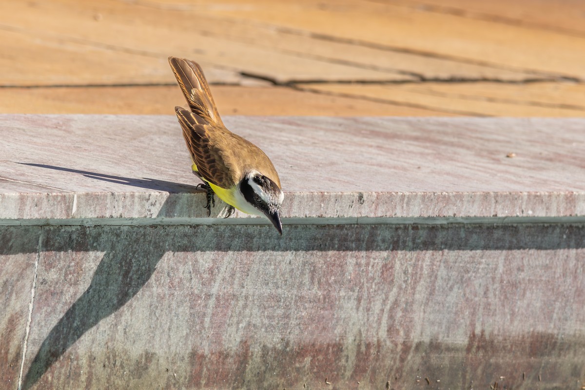 Great Kiskadee - ML642959044