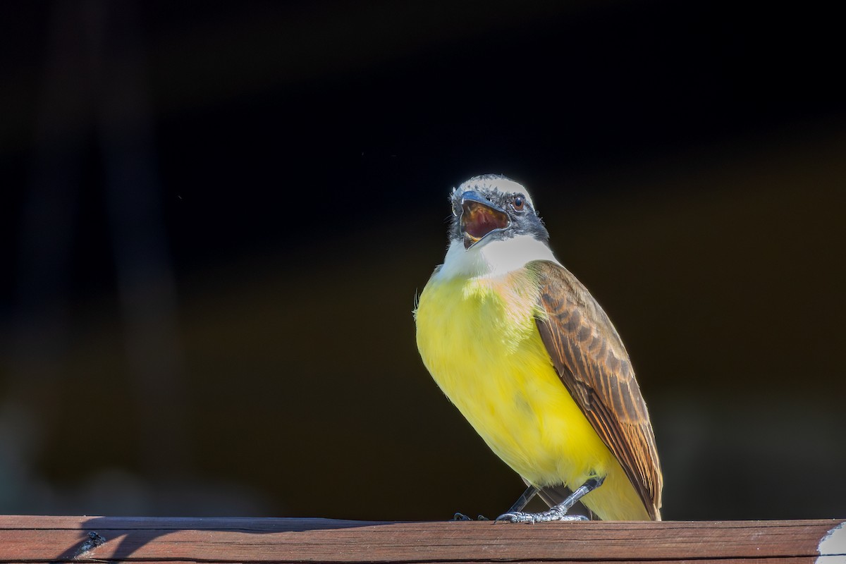Great Kiskadee - ML642959045
