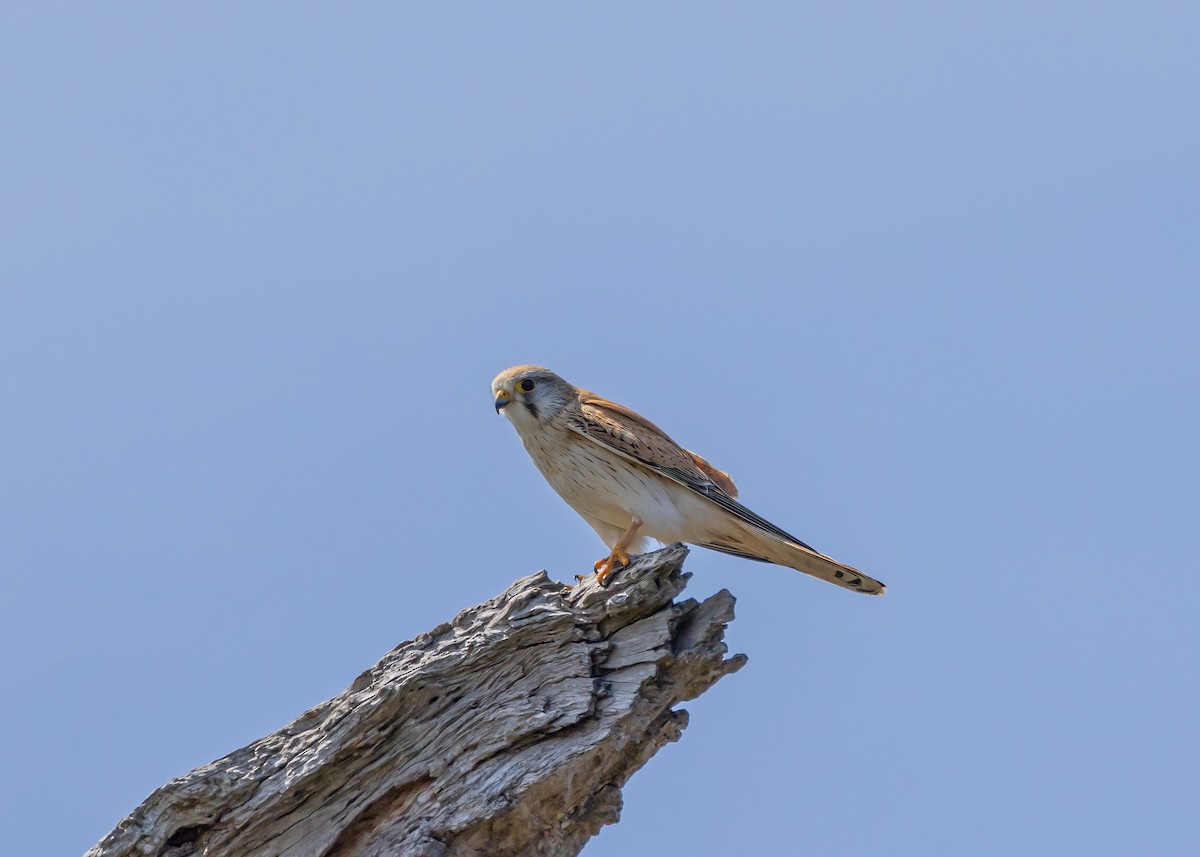 Nankeen Kestrel - ML642959066