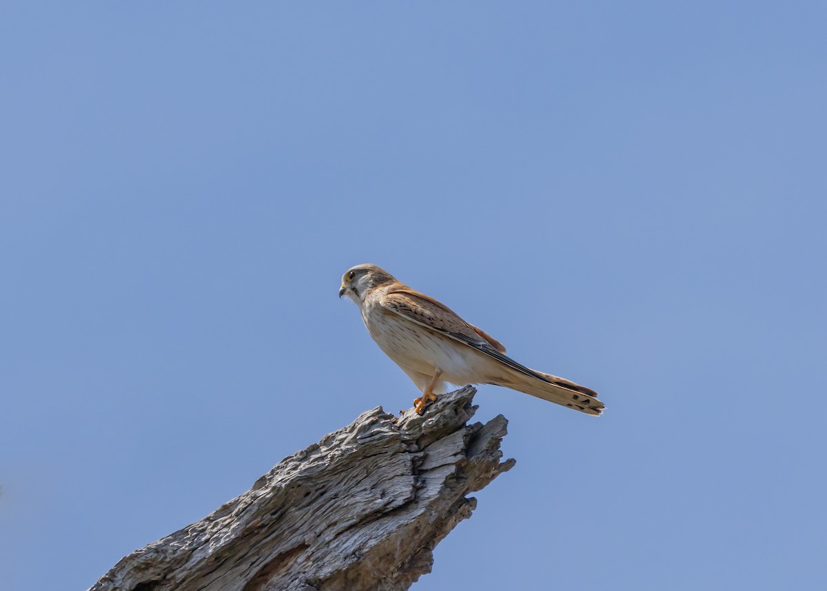 Nankeen Kestrel - ML642959068