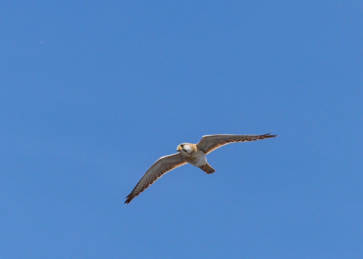 Nankeen Kestrel - ML642959069