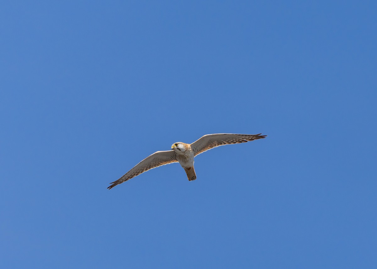 Nankeen Kestrel - ML642959070