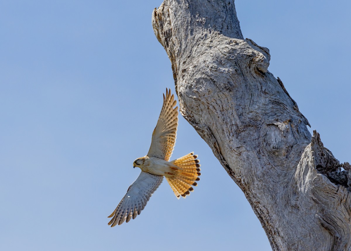 Nankeen Kestrel - ML642959071