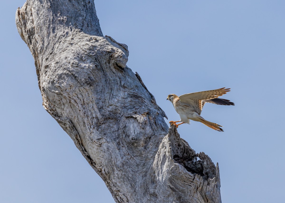Nankeen Kestrel - ML642959072