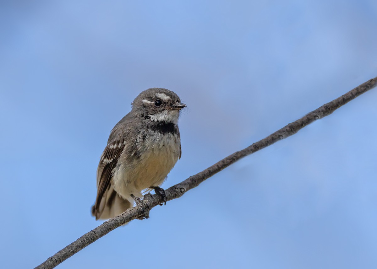 Gray Fantail - ML642959078