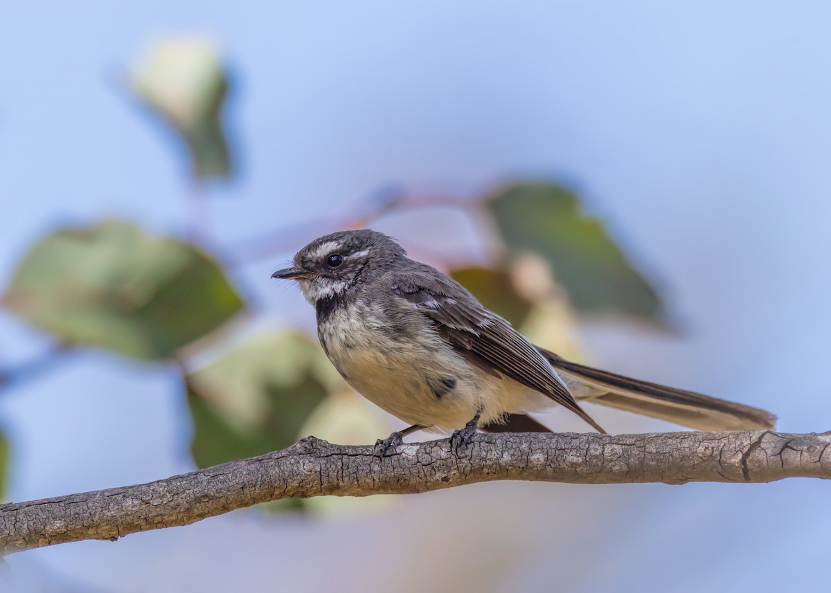 Gray Fantail - ML642959079