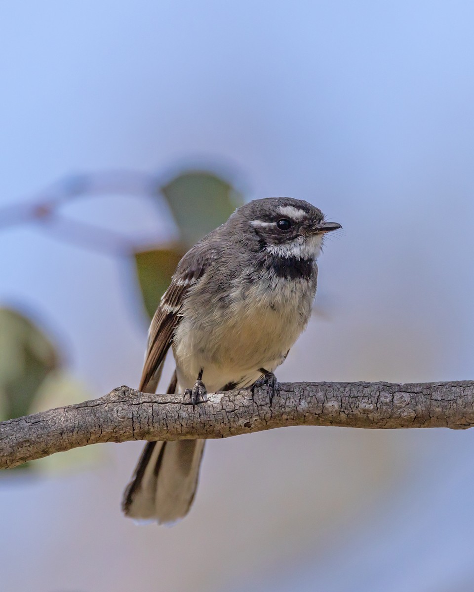 Gray Fantail - ML642959080