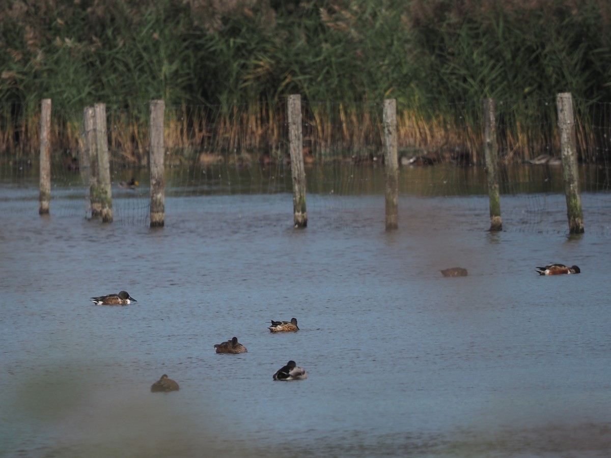 Northern Shoveler - ML642959103