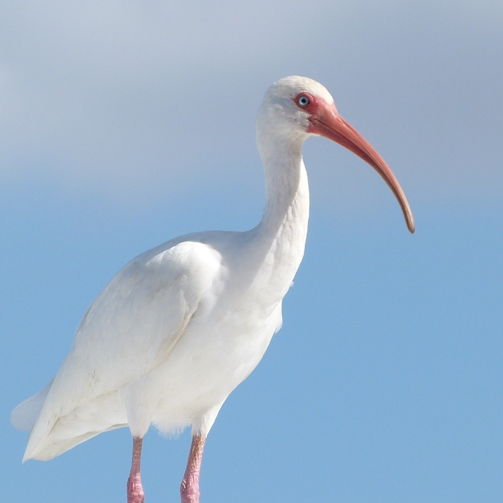 White Ibis - ML642959111