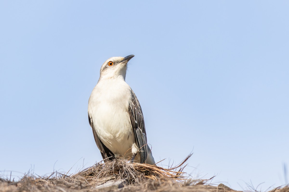 Tropical Mockingbird - ML642959128