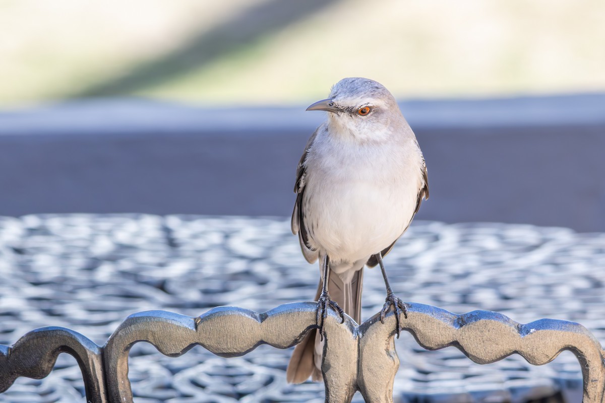 Tropical Mockingbird - ML642959129