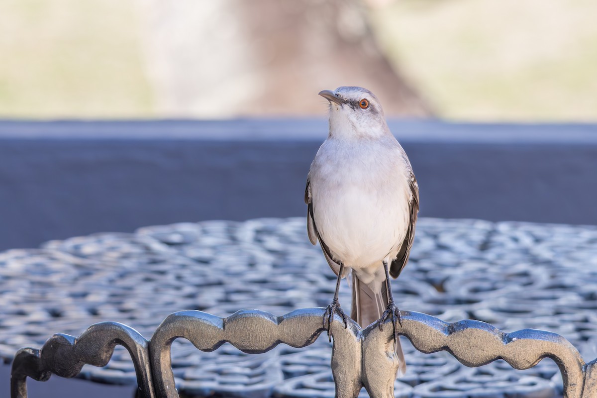 Tropical Mockingbird - ML642959130