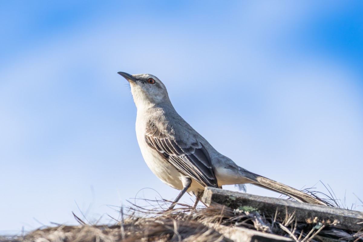 Tropical Mockingbird - ML642959132