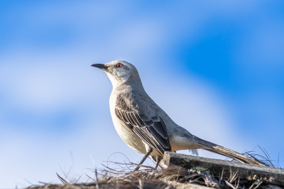 Tropical Mockingbird - ML642959133