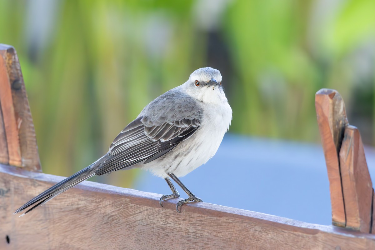 Tropical Mockingbird - ML642959134