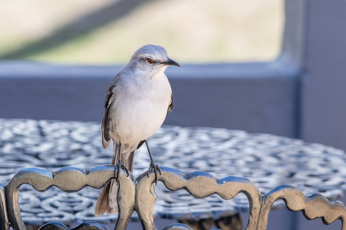 Tropical Mockingbird - ML642959135