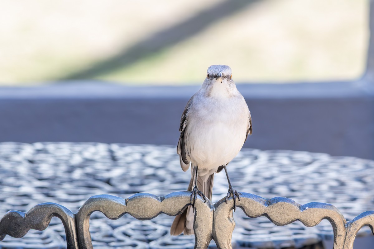 Tropical Mockingbird - ML642959136