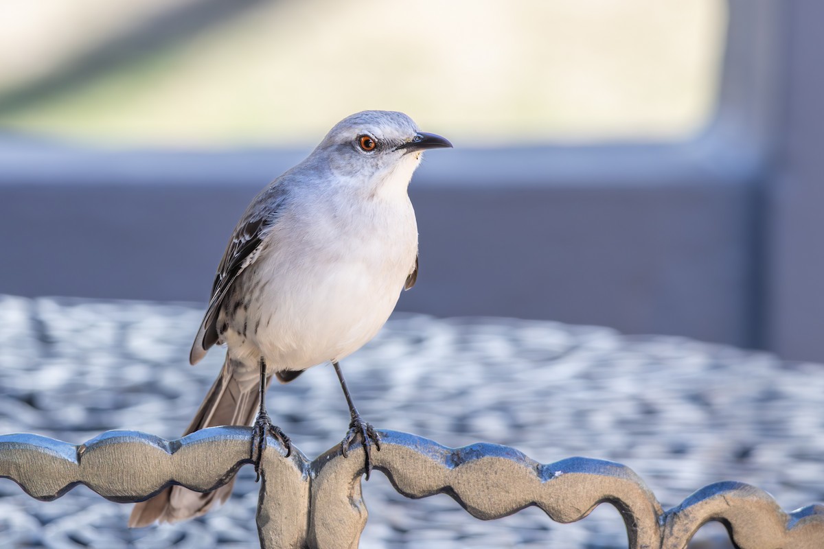 Tropical Mockingbird - ML642959137