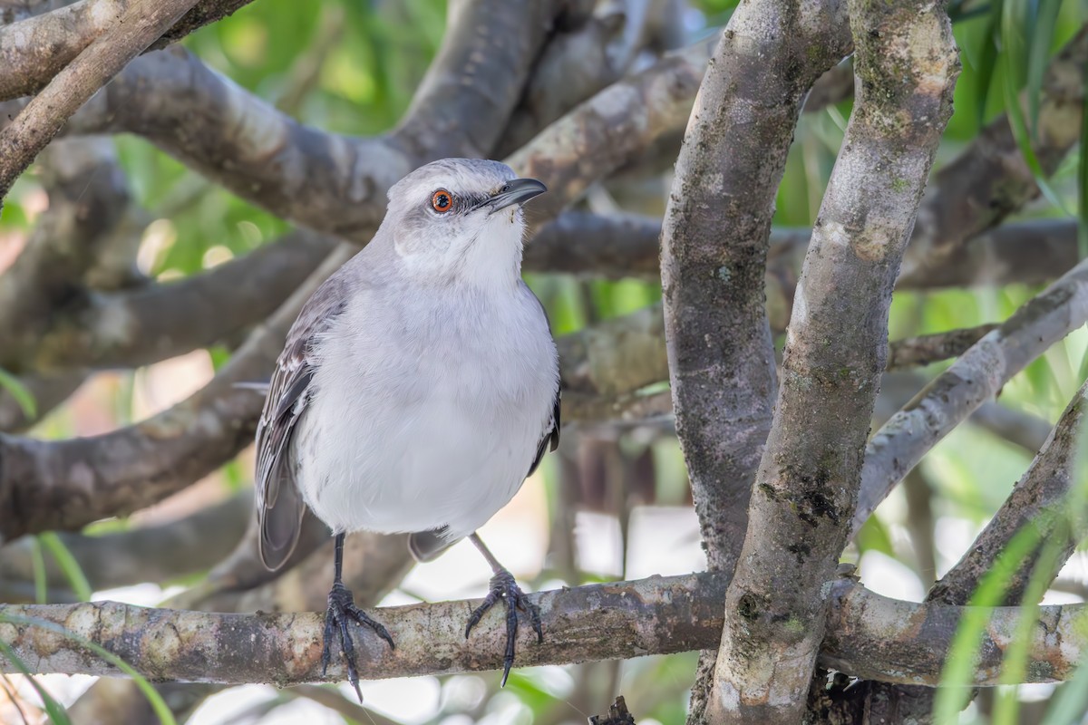 Tropical Mockingbird - ML642959138