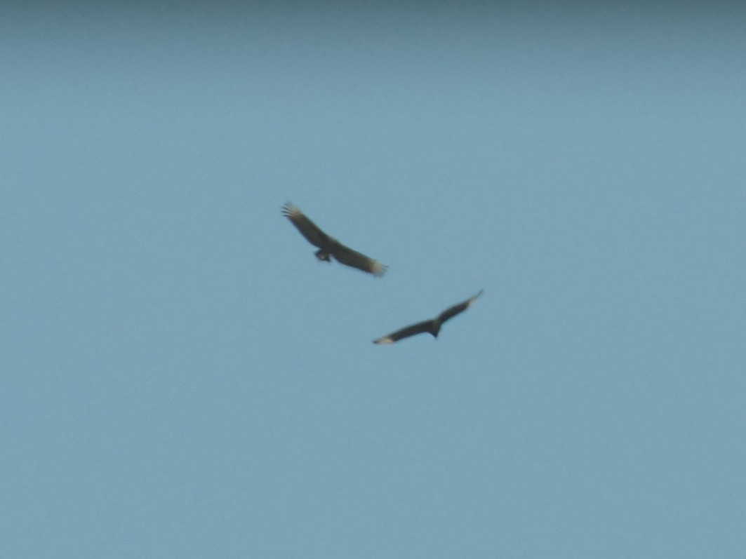 Black Vulture - ML642959145